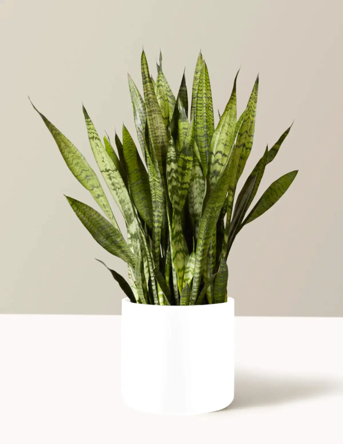 Snake Plant Zeylanica
