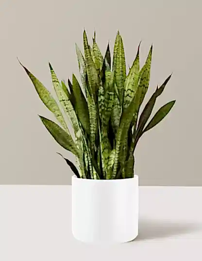 Snake Plant Zeylanica