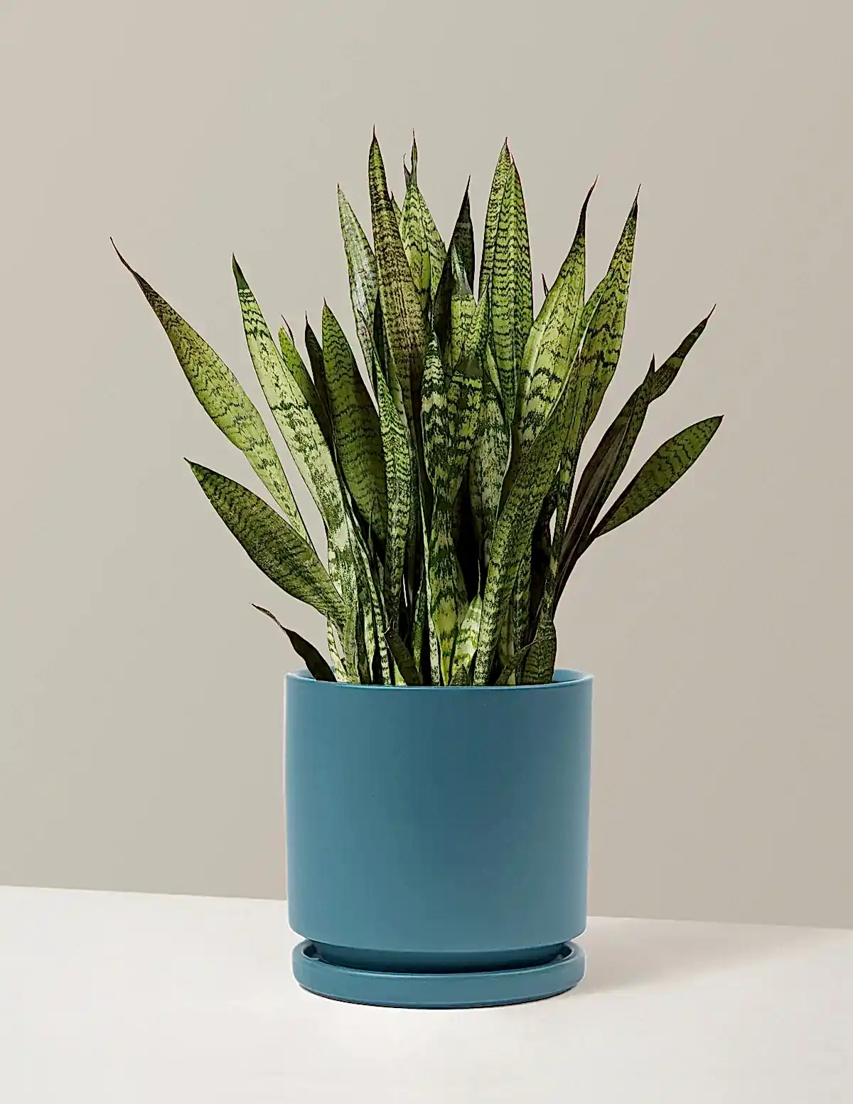 Snake Plant Zeylanica