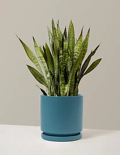 Snake Plant Zeylanica