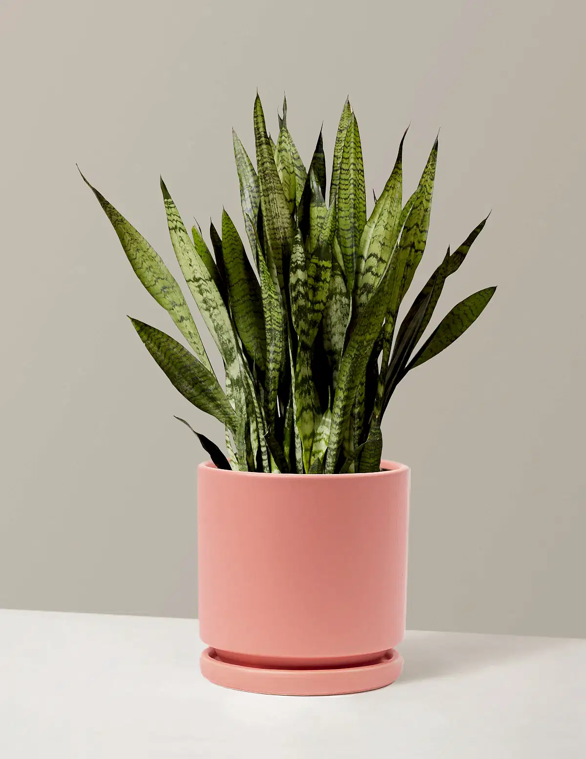 Snake Plant Zeylanica