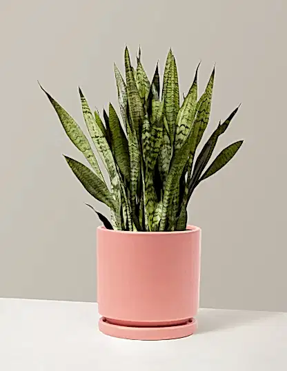 Snake Plant Zeylanica