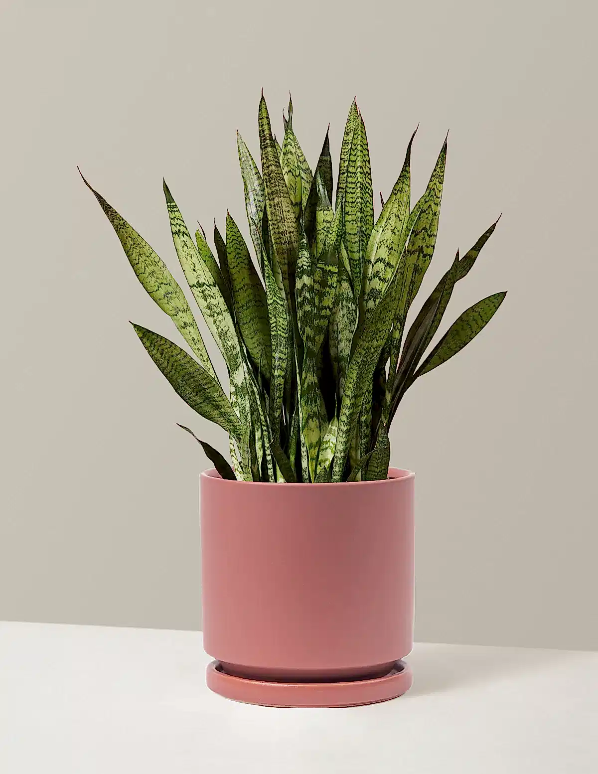 Snake Plant Zeylanica