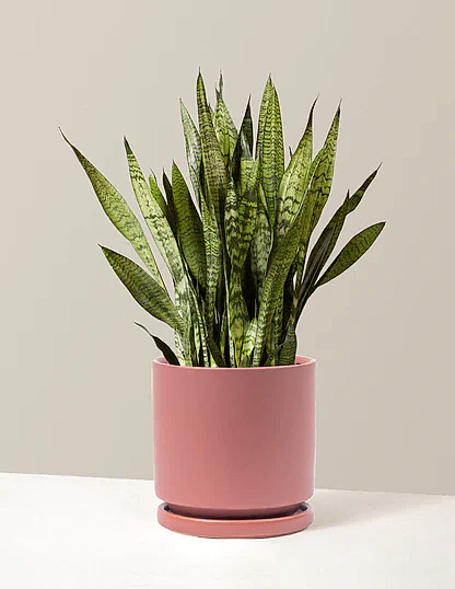 Snake Plant Zeylanica