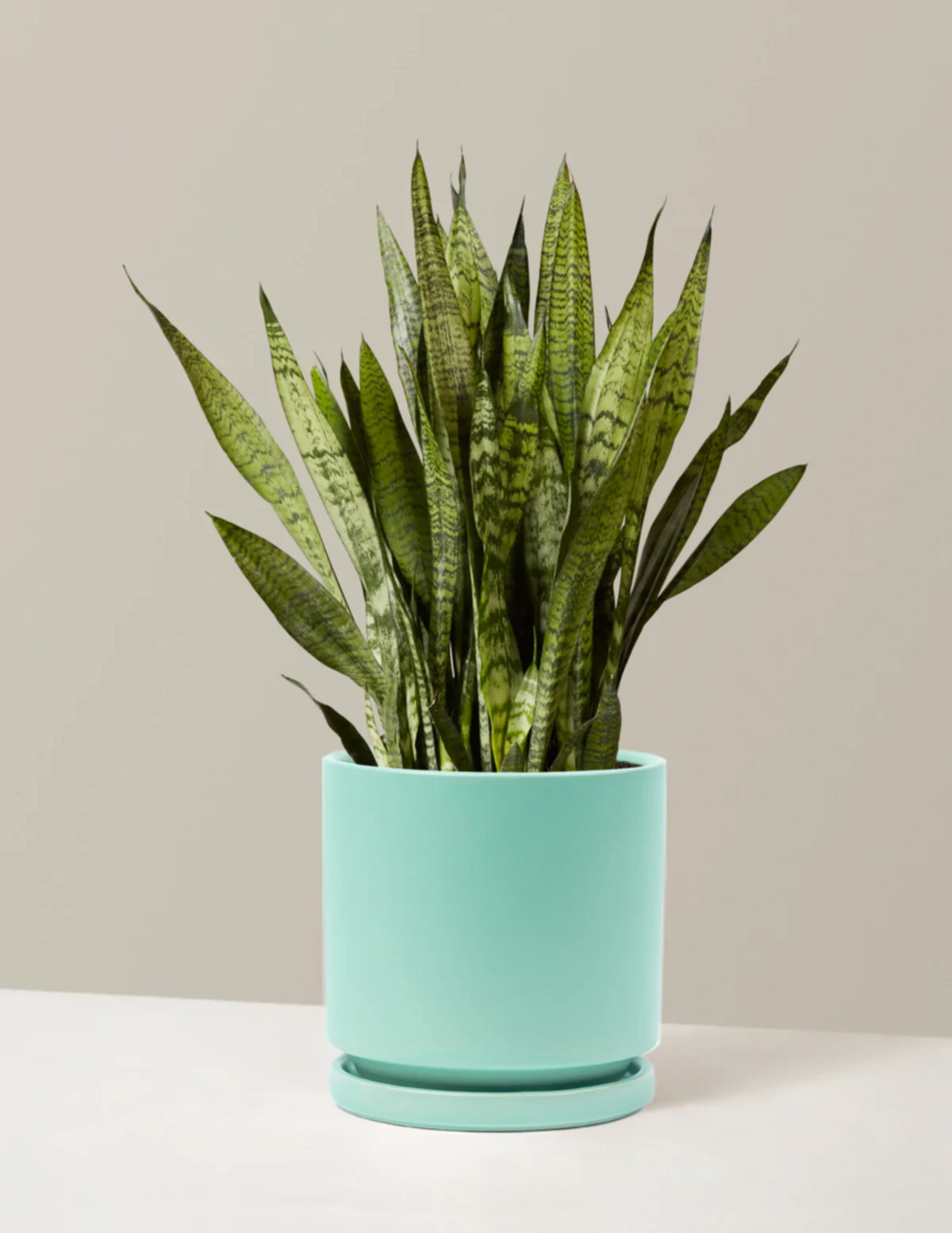 Snake Plant Zeylanica