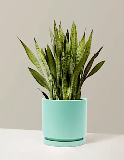 Snake Plant Zeylanica