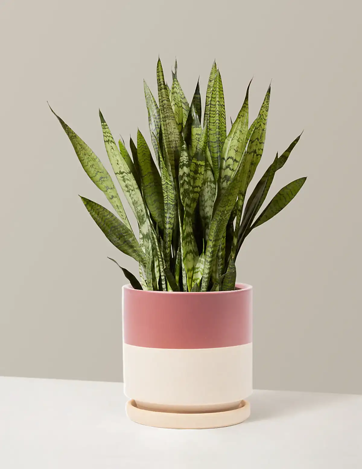 Snake Plant Zeylanica