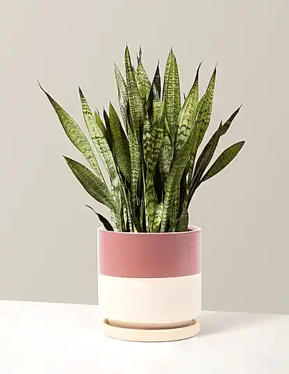 Snake Plant Zeylanica