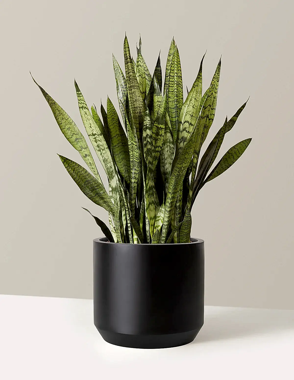 Snake Plant Zeylanica