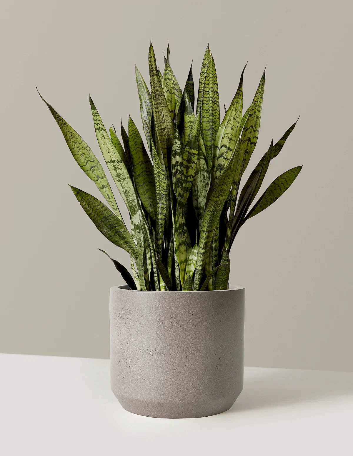 Snake Plant Zeylanica