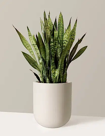 Snake Plant Zeylanica