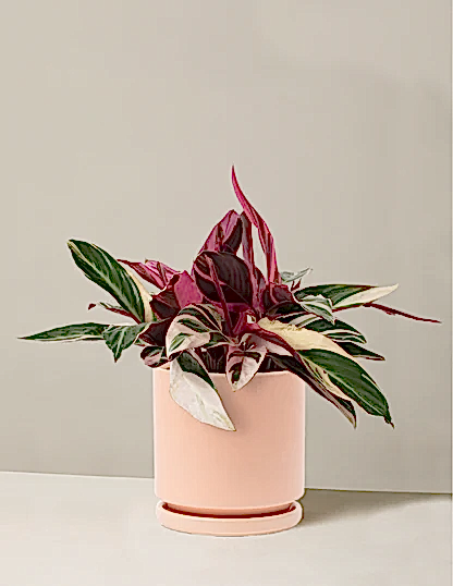 Stromanthe Triostar