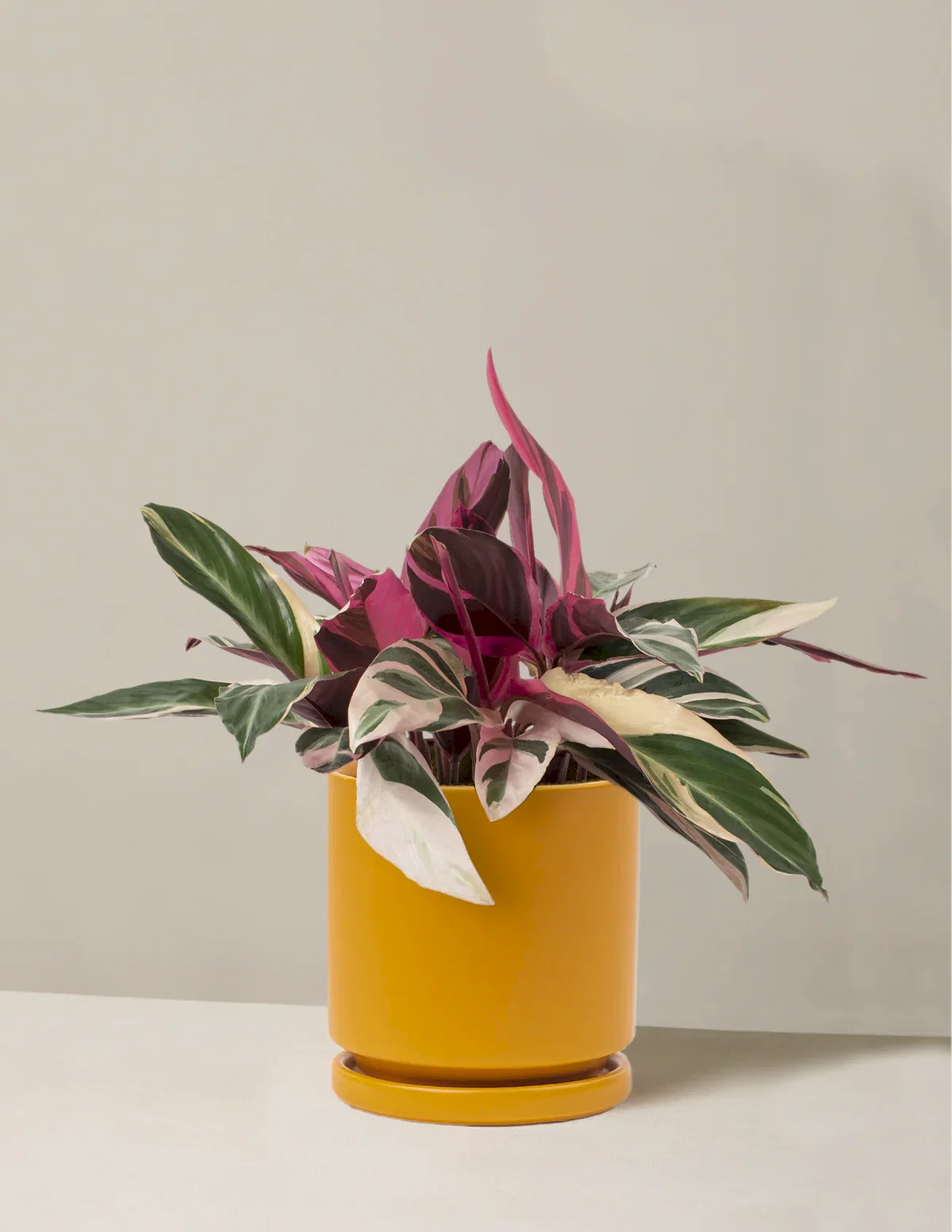 Stromanthe Triostar