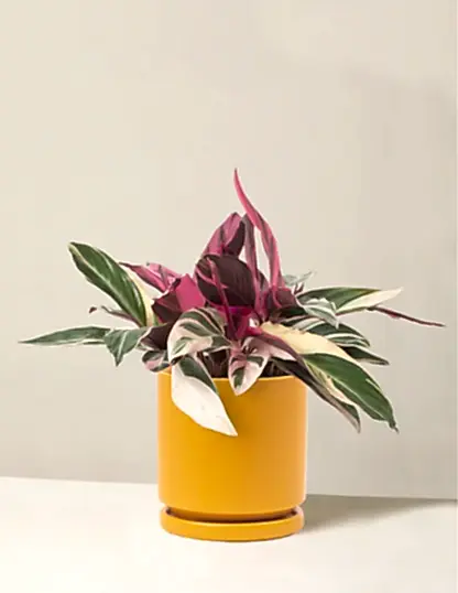Stromanthe Triostar