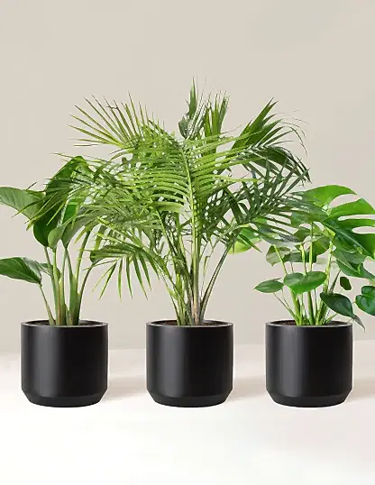 Tropical Trio