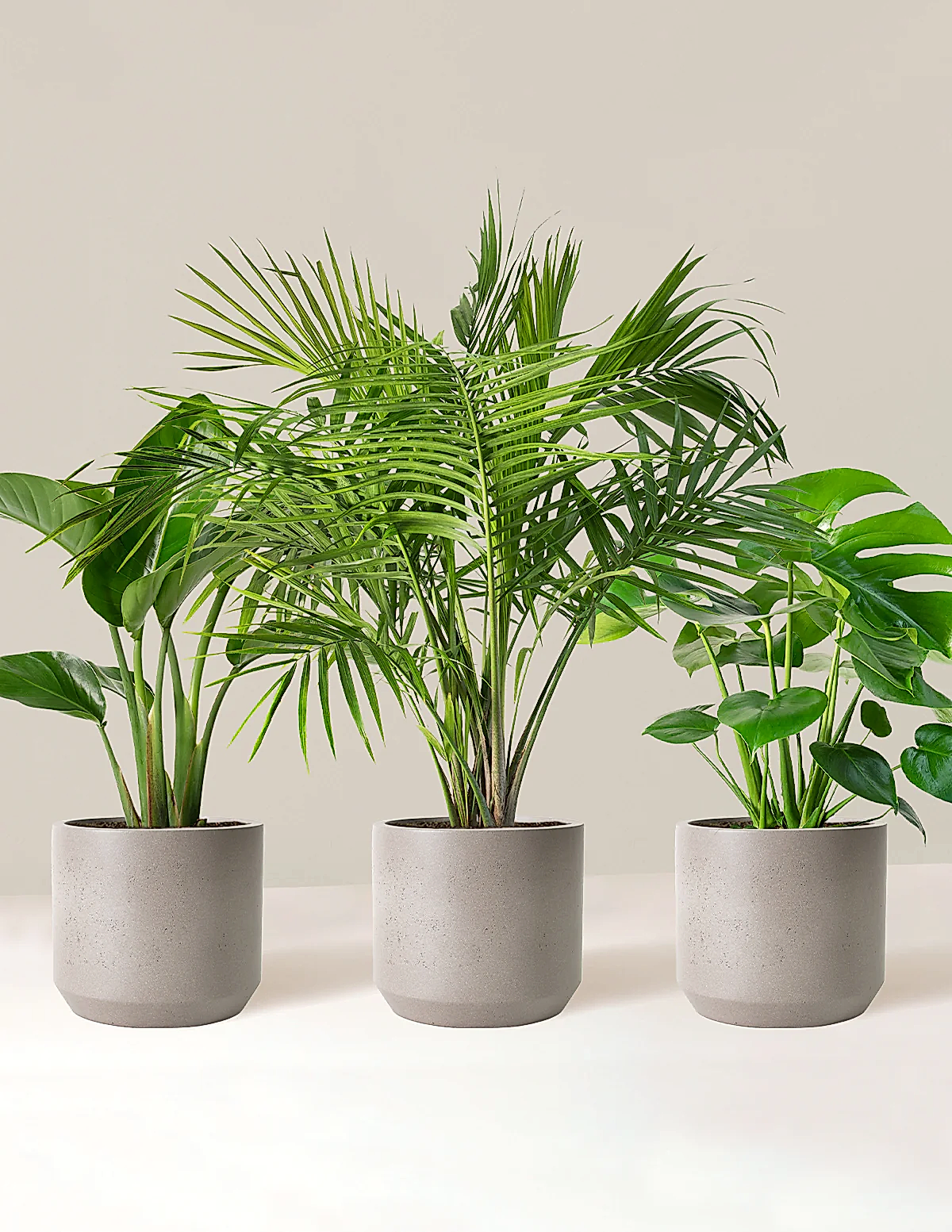 Tropical Trio