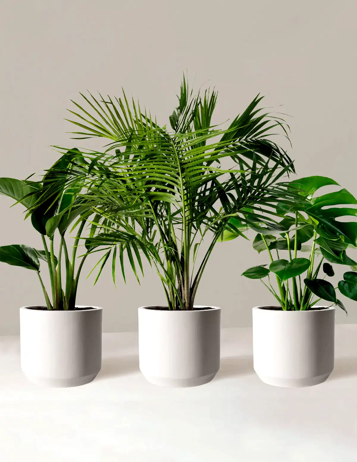 Tropical Trio