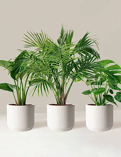 Tropical Trio