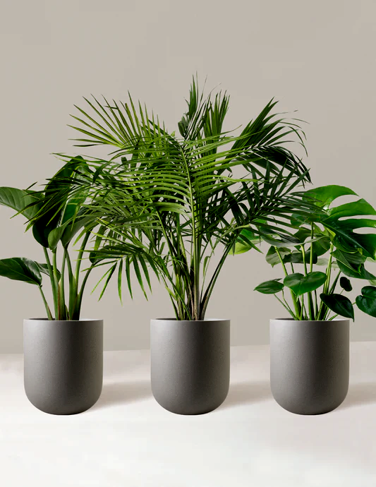 Tropical Trio