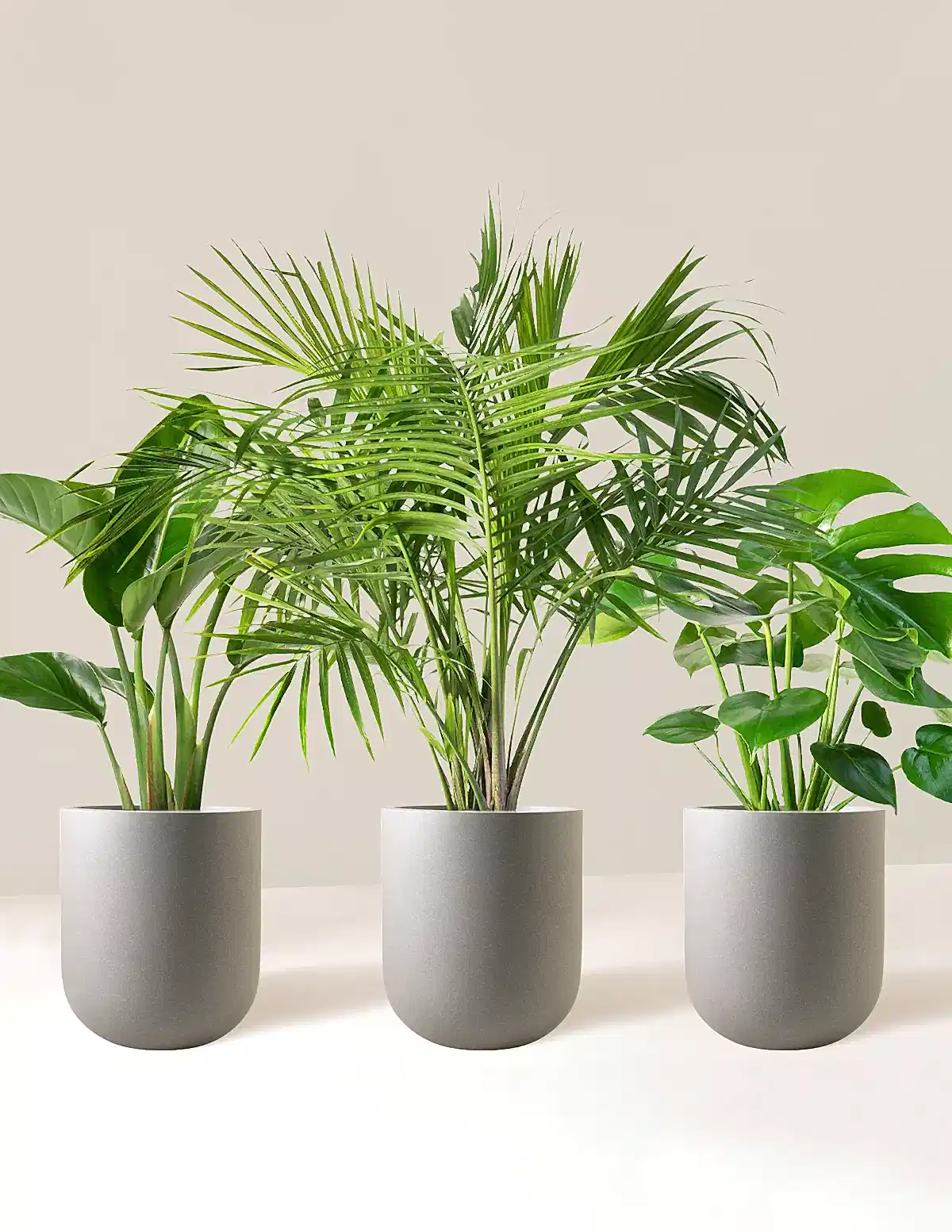 Tropical Trio