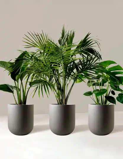 Tropical Trio