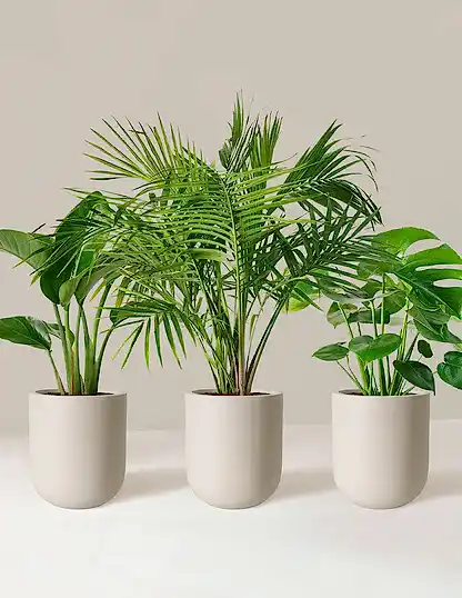Tropical Trio