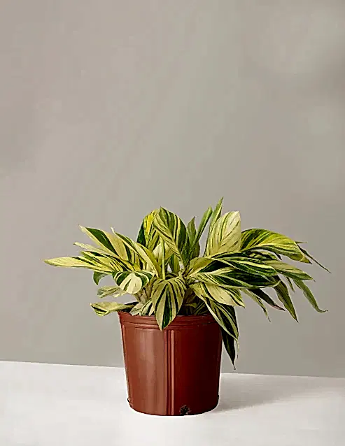 Large Variegated Ginger