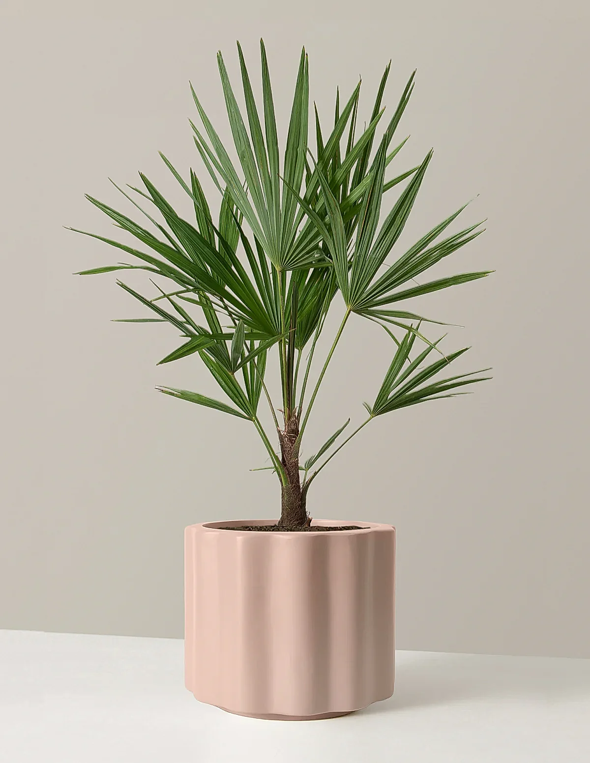 Large Windmill Palm