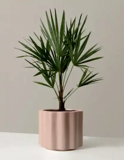 Large Windmill Palm
