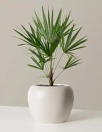 Large Windmill Palm