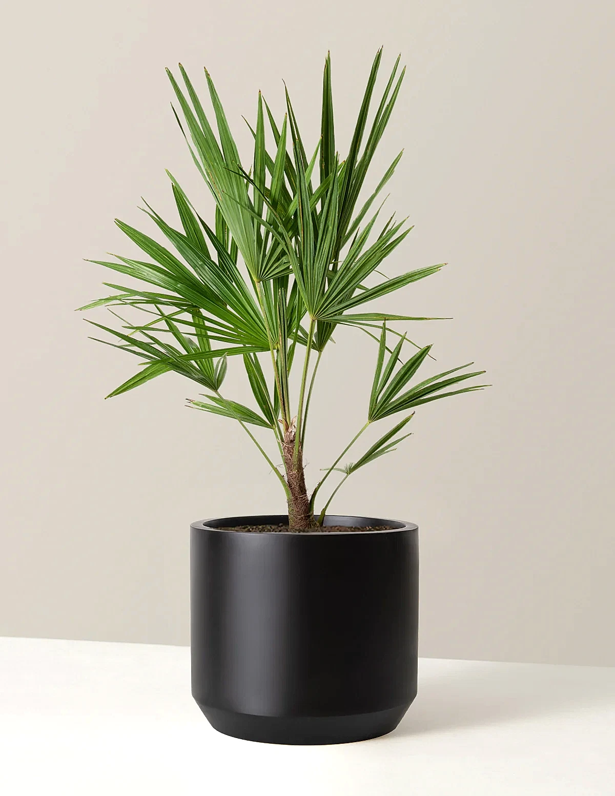 Large Windmill Palm
