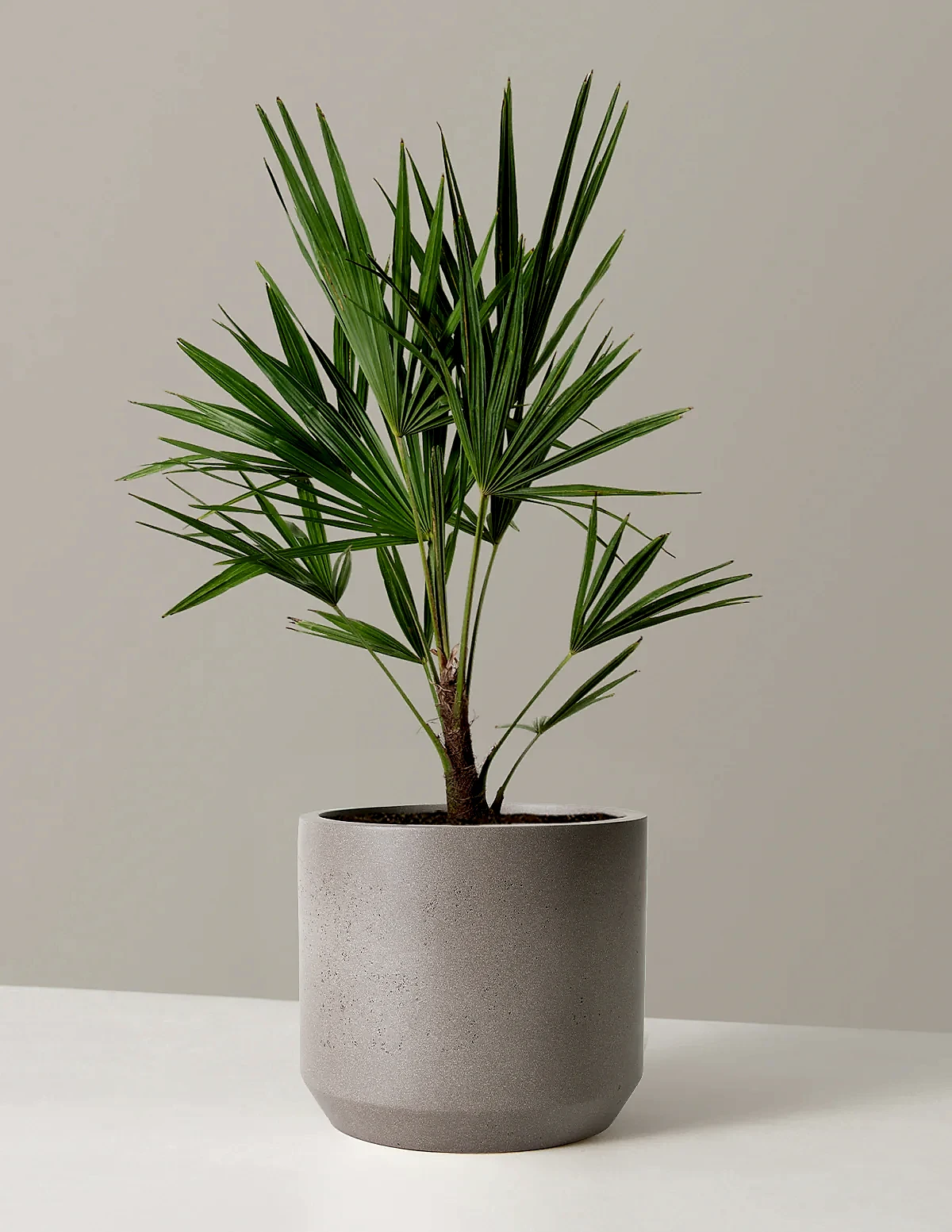 Large Windmill Palm