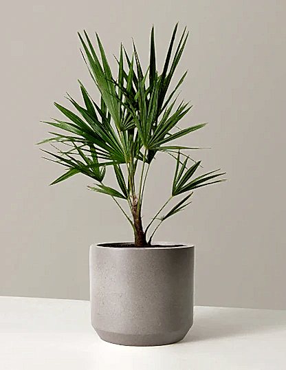 Large Windmill Palm