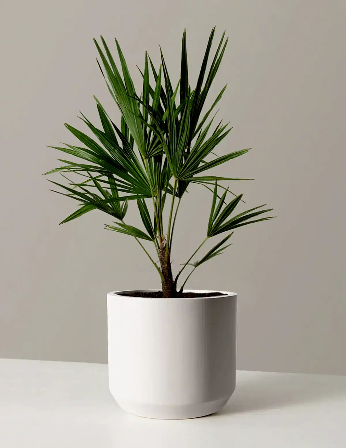 Large Windmill Palm