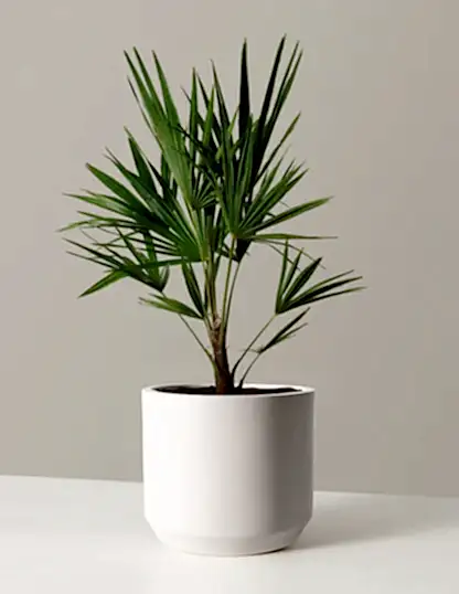 Large Windmill Palm
