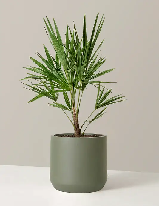 Large Windmill Palm