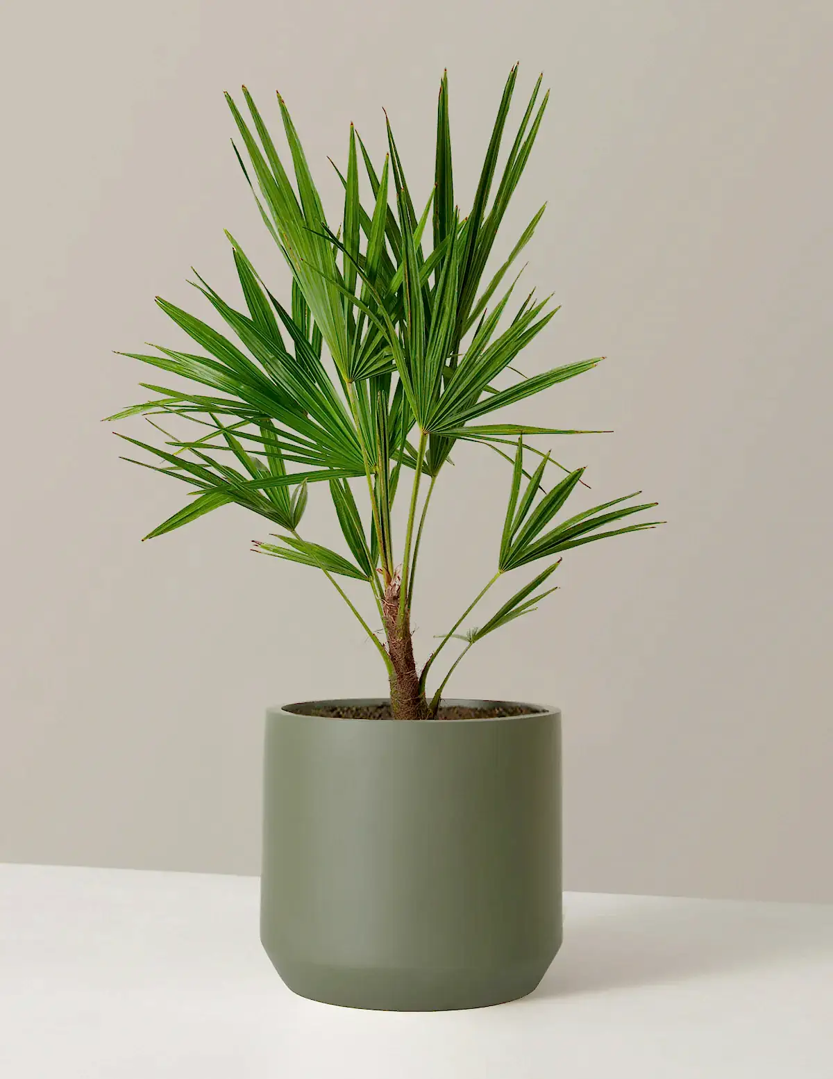 Large Windmill Palm