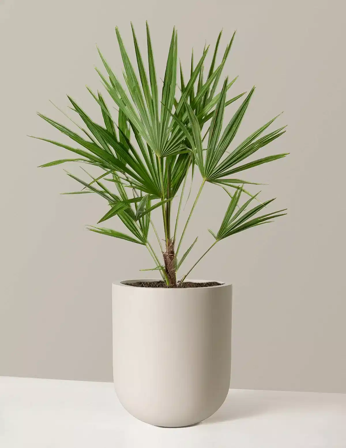 Large Windmill Palm
