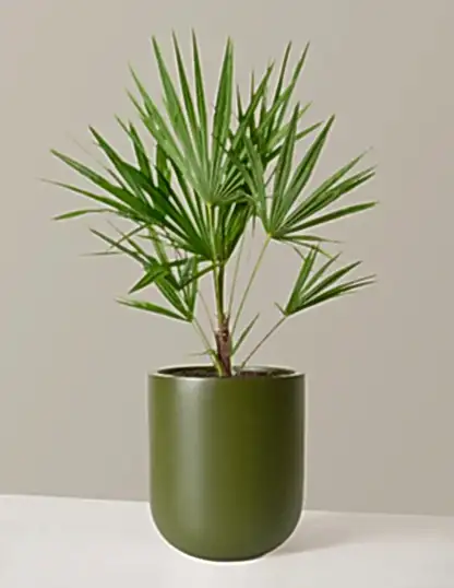 Large Windmill Palm