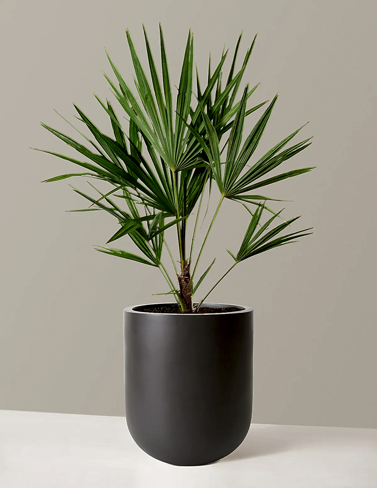 Large Windmill Palm