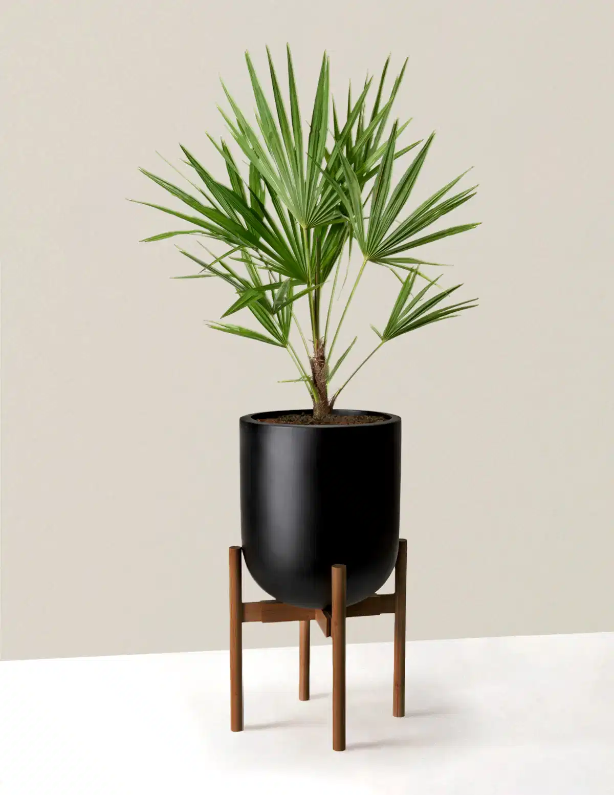 Large Windmill Palm