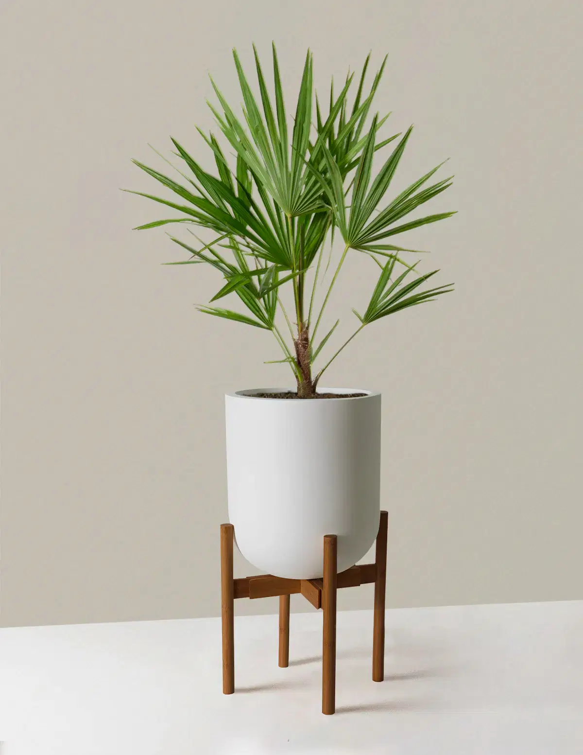 Large Windmill Palm