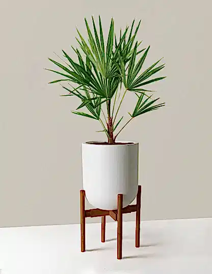 Large Windmill Palm