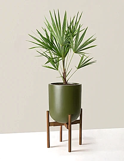 Large Windmill Palm