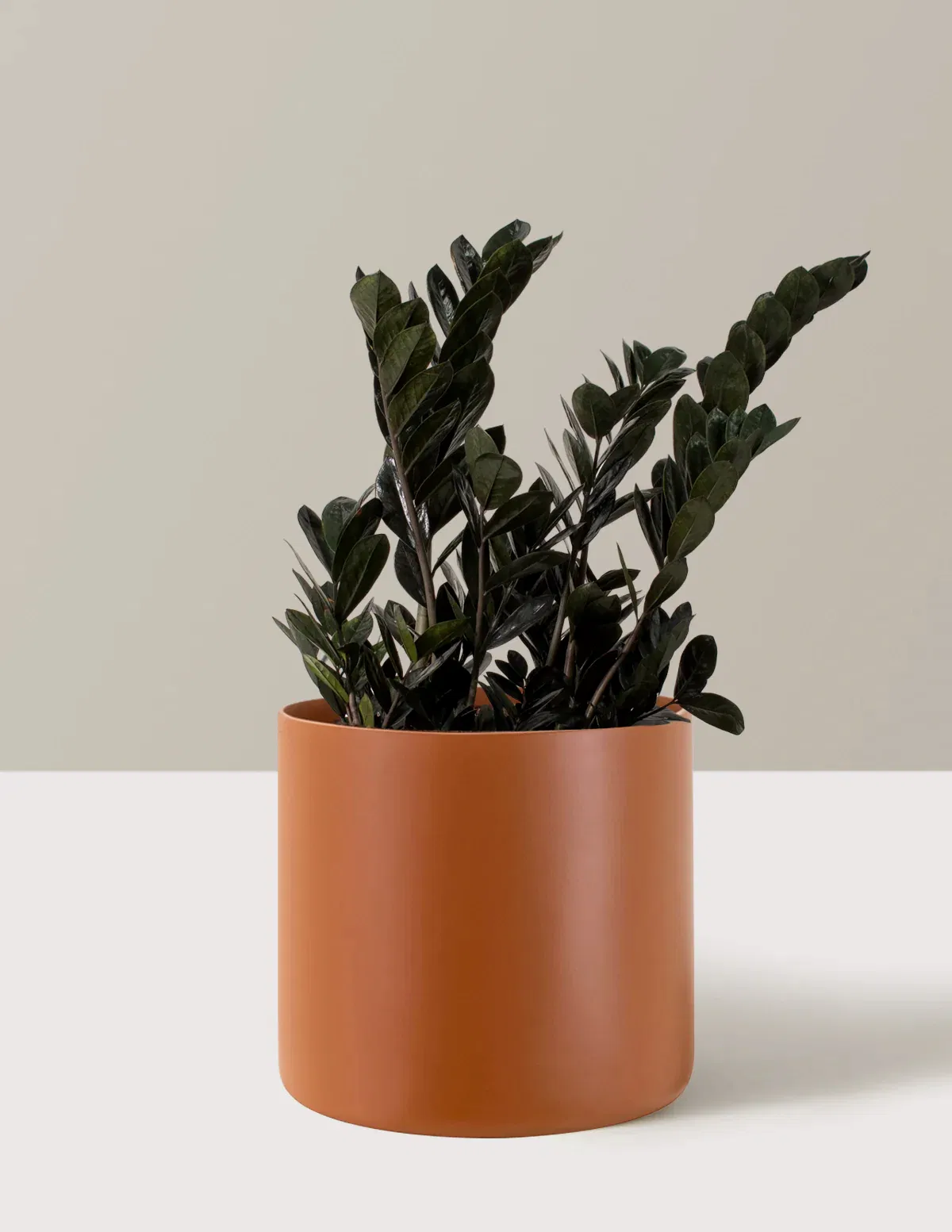 Black ZZ Plant