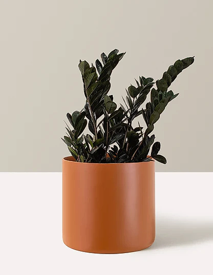 Black ZZ Plant