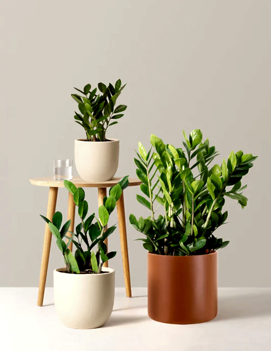 ZZ Plant
