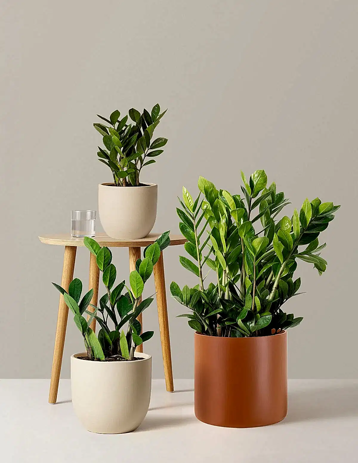 ZZ Plant