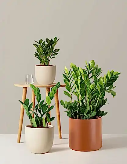 ZZ Plant