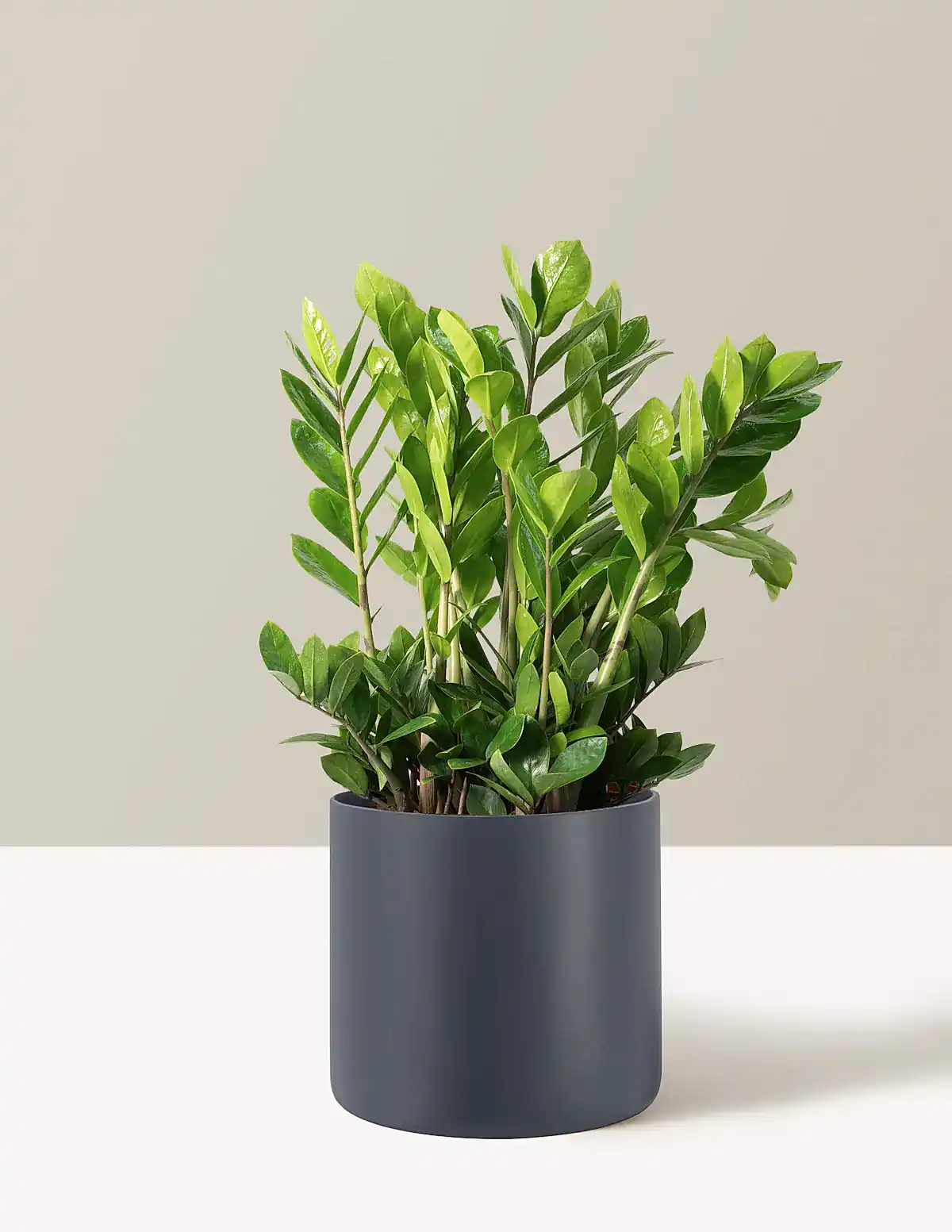 ZZ Plant